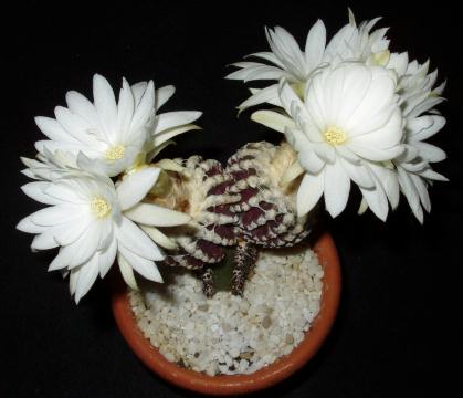 discocactus horstii01