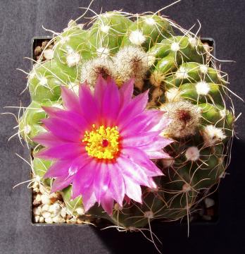 notocactus uebelmannius01