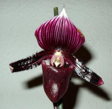 o paphiopedilum maudiae coloratum1