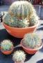 ferocactus glaucescens