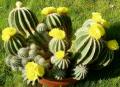 notocactus magnificus01